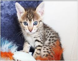 Healthy Home raised Savannah Kittens Available