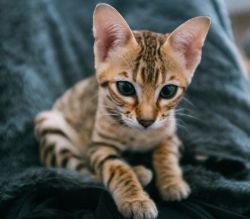 Healthy Home Raised Savannah Kittens Available
