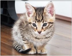 Home Raise Savannah Kittens Available for new homes