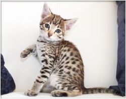 Lovely Male and Female Savannah Kittens Available