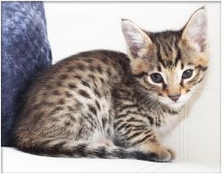 Savannah Kittens Available For New Homes