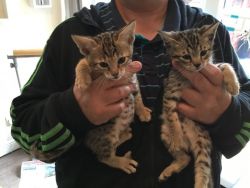 Beautiful Male and Female Savannah Kittens