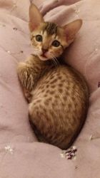 Cute Savannah Kitten