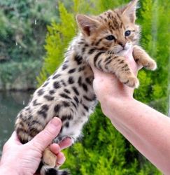Male and Female Savannah Kittens Discount If Homed Together.