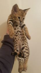 Reg. Litter of African Serval and F1 savannah kittens
