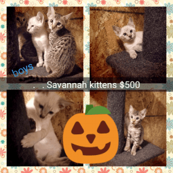 Tica registered Savannah kittens