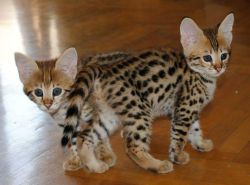 fine Cute Male and Female savannah Kittens