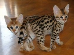 Amazing F1 girl/boy Savannah kittens