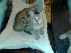 F4 and F5 Savannah kittens available