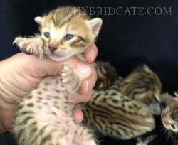 F5 Savannah Kittens