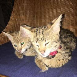 A male and female Savannah Kittens