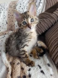 Gorgeous Savannah Kittens for Loving Pet Homes Only