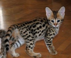 Golden male and female f1 savannah kittens still available