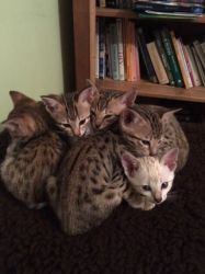 Beautiful F5 Savannah Kittens for sale
