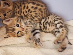 Lovely golden male and female F1, savannah kitten for sale