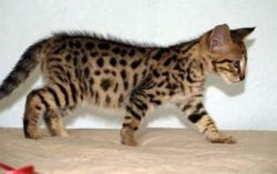 Golden male and female F1, savannah and bengal kitten