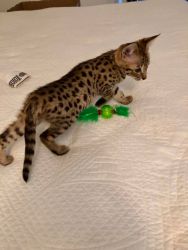 2Females and one Male F1 Savannah Cats For Sale in Phoenix.