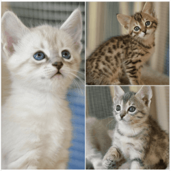 F4 TICA Registered Savannah Kittens