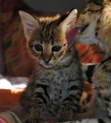 purebreed savannah kitten for sale
