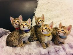 Savannah kittens tica registered
