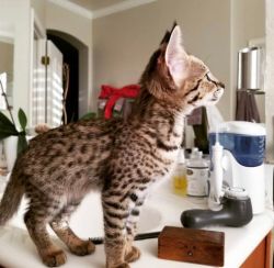 Cute and Loving Savannah Kittens for sale