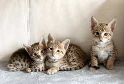 Sevanah and Bengal Cats