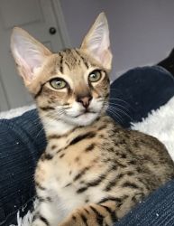 Serval and F1 Savannah for sale