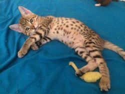 Savannah Kittens For sale