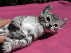 Stunning Rare Female Savannah kitten