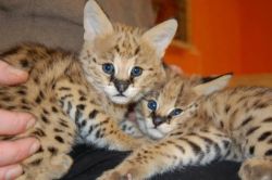 Beautiful Serval and F1 Savannah Kittens Available