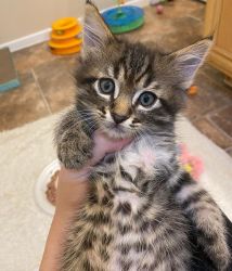 Beautiful Serval and F1 Savannah Kittens Available $1 500.00