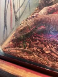 1 year old savanna monitor for sell