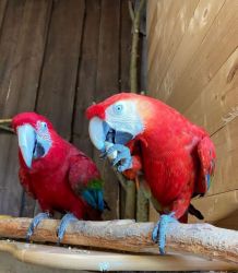 Baby Scarlet Macaw Parrot For Sale – Macaw Parrot Eggs For Sale