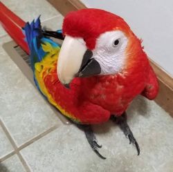 Scarlet macaw parrots available