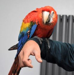 scarlet macaw Parrots