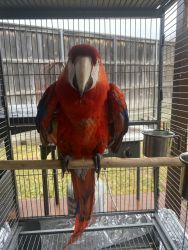 Sparky the macaw