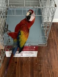 3 year old macaw