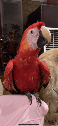 Scarlett macaw