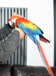 Scarlet macaw For Sale