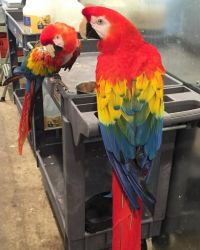 Scarlet macaw Parrots