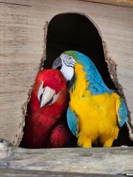 Macaws Bonded Pair
