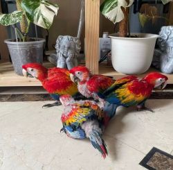 Scarlett Macaw Parrots