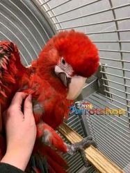 Well Tamed Scarlet Macaws Ready Now
