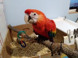 Baby Female Scarlet Macaw Parrot