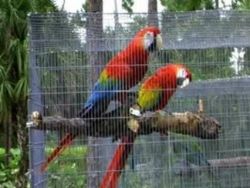Beautiful Scarlet Macaw parrots here now