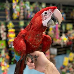 Pair Scarlet macaw