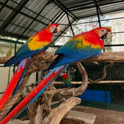 Healthy Scarlet Macaw