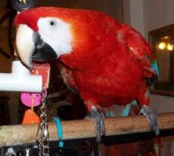 Scarlet Macaw for Re-homing