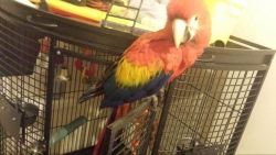 HAND REARED BABY SCARLET MACAW FOR SALE