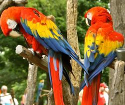 Superb, very healthy, active scarlet macaws